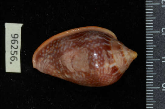 صورة Marginella glabella (Linnaeus 1758)