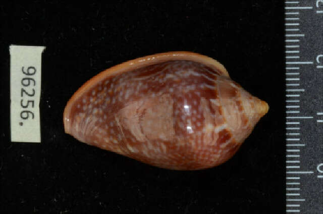 Слика од Marginella glabella (Linnaeus 1758)