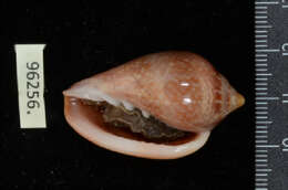 Image of shiny marginella