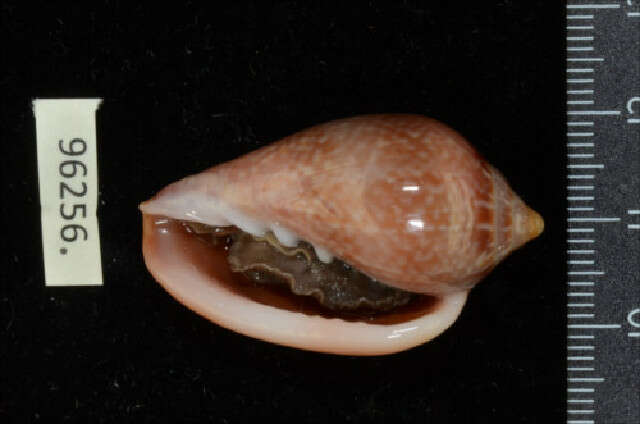 Image of shiny marginella