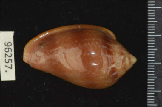 صورة Marginella glabella (Linnaeus 1758)