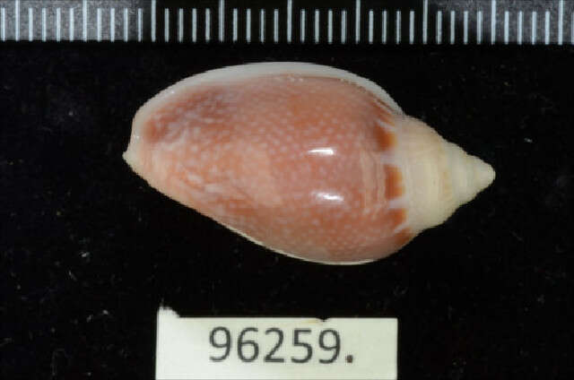 صورة Marginella irrorata Menke 1828