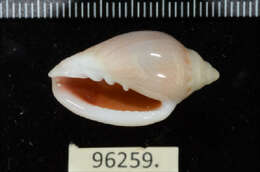 Image of Marginella irrorata Menke 1828