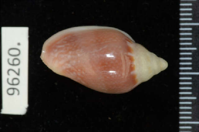 Image of Marginella irrorata Menke 1828