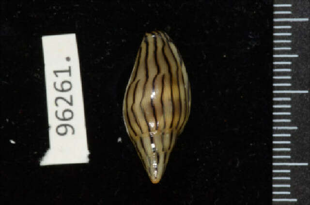 Image of Marginella cleryi Petit de la Saussaye 1836