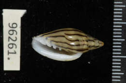 Image of Marginella cleryi Petit de la Saussaye 1836