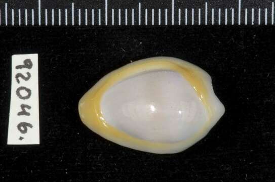 Image of encircled marginella