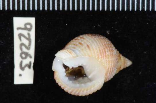 Image of Nassarius arcadioi Rolán & Hernández 2005