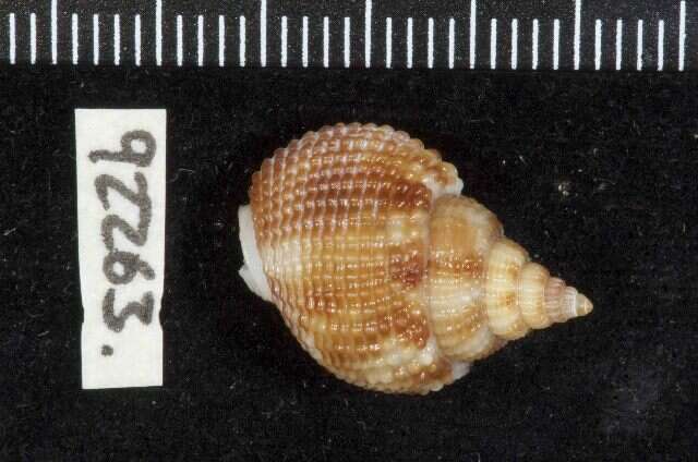 Image of Nassarius arcadioi Rolán & Hernández 2005