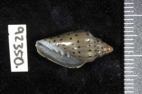 صورة Glabella faba (Linnaeus 1758)