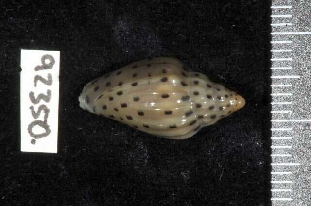 صورة Glabella faba (Linnaeus 1758)