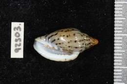 Image of Glabella faba (Linnaeus 1758)