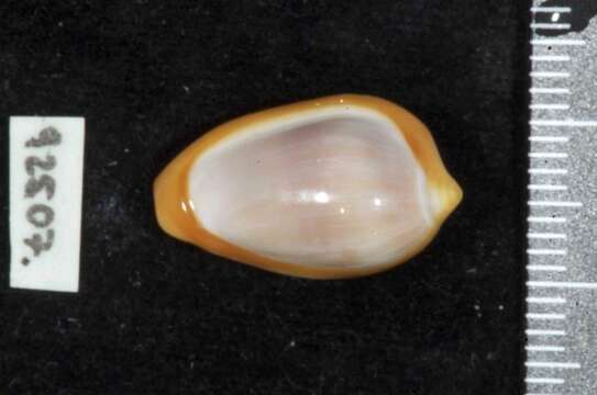 Image of encircled marginella