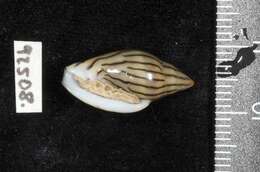 صورة Marginella cleryi Petit de la Saussaye 1836