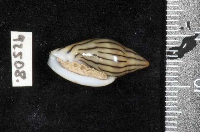 Marginella cleryi Petit de la Saussaye 1836的圖片