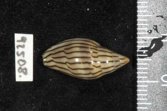 Marginella cleryi Petit de la Saussaye 1836的圖片