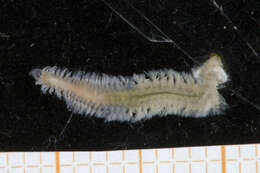 Image of Spionida