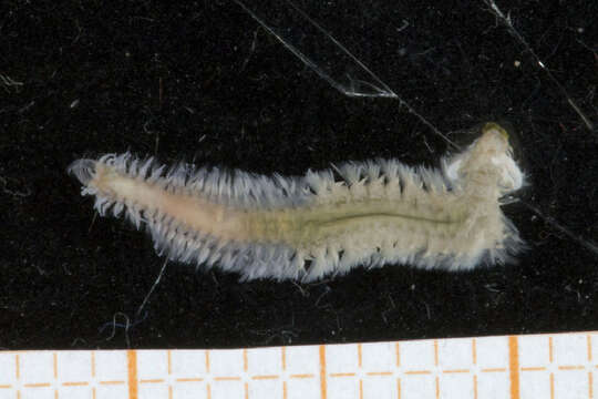 Image of Spionida