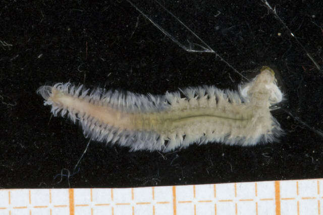 Image of Spionida