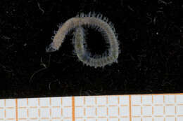 Image of Spionida