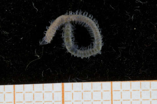 Image of Spionida