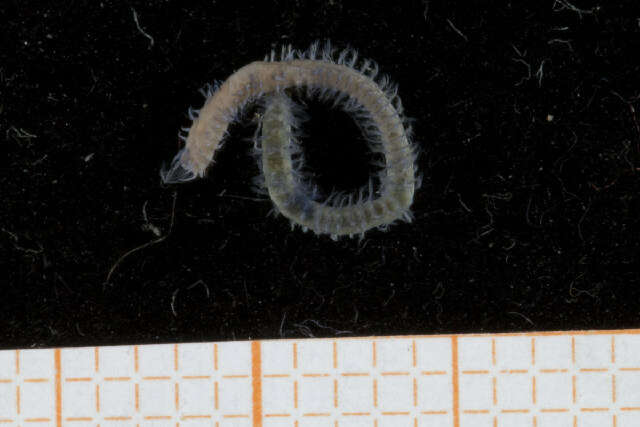 Image of Spionida
