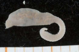 Image of maggot worms