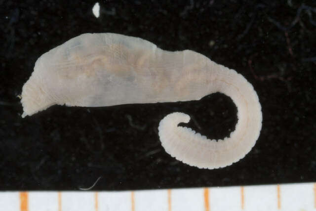 Image of maggot worms