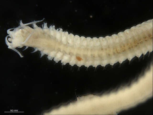 Image of Onuphidae