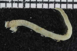 Image of Ampharetidae