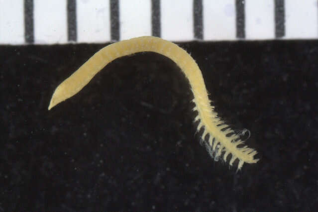 Image of Paralacydoniidae