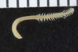 Image of Paralacydoniidae