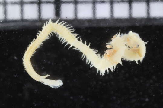 Image of segmented worms