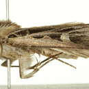 Image of Dingy Cutworm Moth
