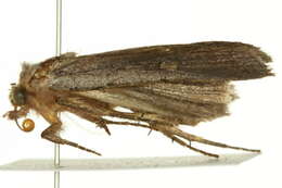 Image of Dull Reddish Dart