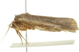 Image of Dull Reddish Dart