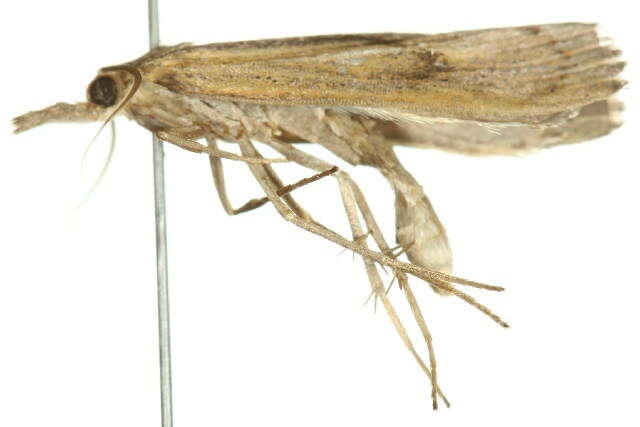 Image of Sod Webworm