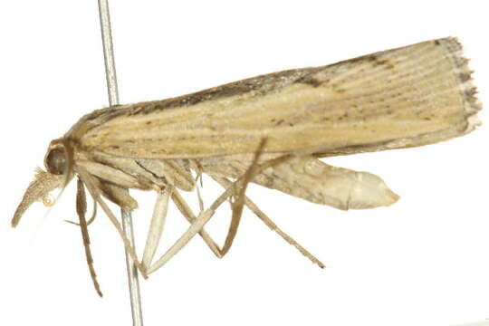 Image of Sod Webworm