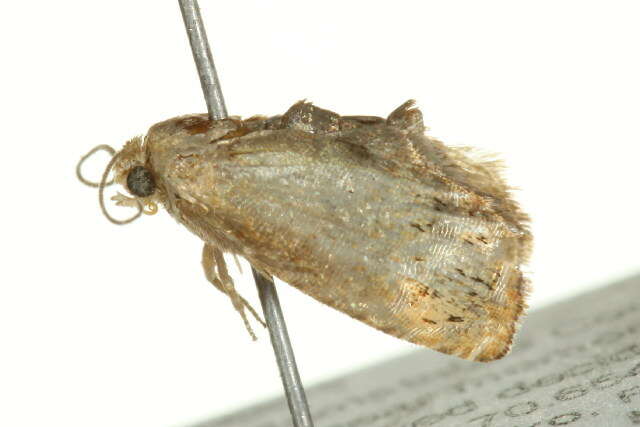 Image of Filbertworm Moth