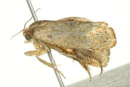 Image of Filbertworm Moth