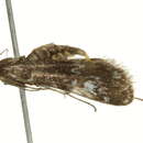 Image of <i>Elophila obliteralis</i>
