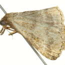 Image of <i>Renia factiosalis</i>