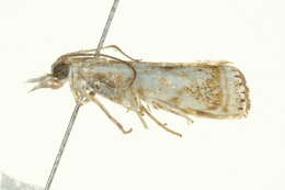 Image of Microcrambus