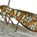 Image of Ailanthus webworm moth