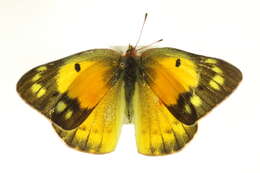 Image of Orange Sulphur