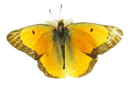 Image of Orange Sulphur