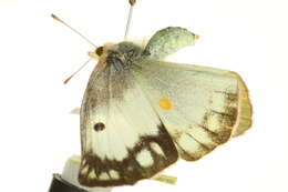 Image of Orange Sulphur