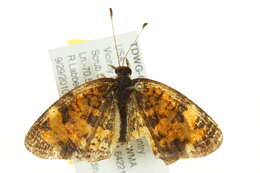 Imagem de Phyciodes tharos