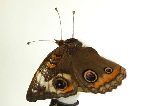 Image of Common buckeye