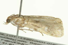 Image of Elophila gyralis